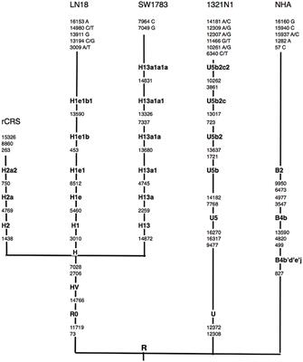 Mitochondrial DNA Mutations in Grade II and III Glioma Cell Lines Are Associated with Significant Mitochondrial Dysfunction and Higher Oxidative Stress